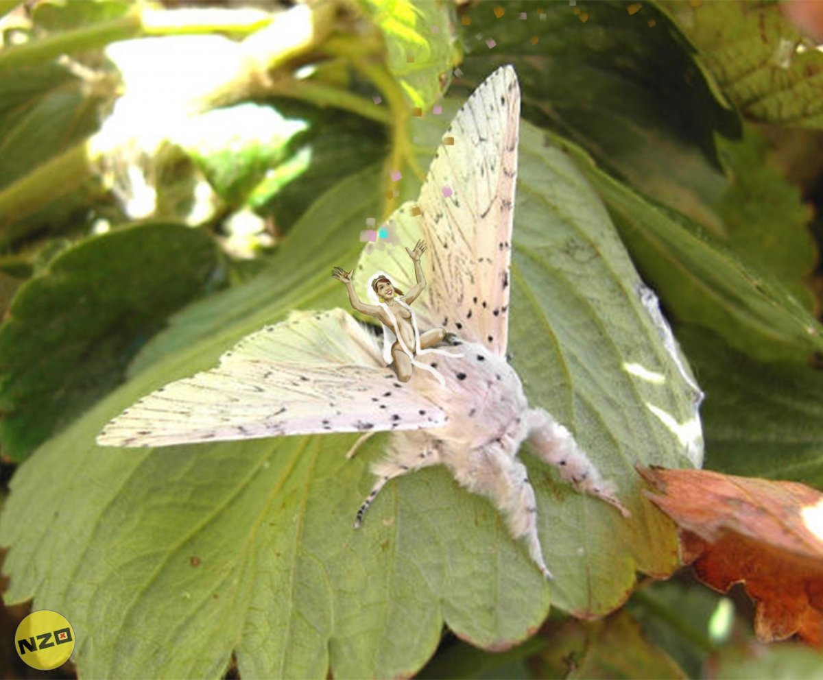 Гарпия большая Cerura vinula