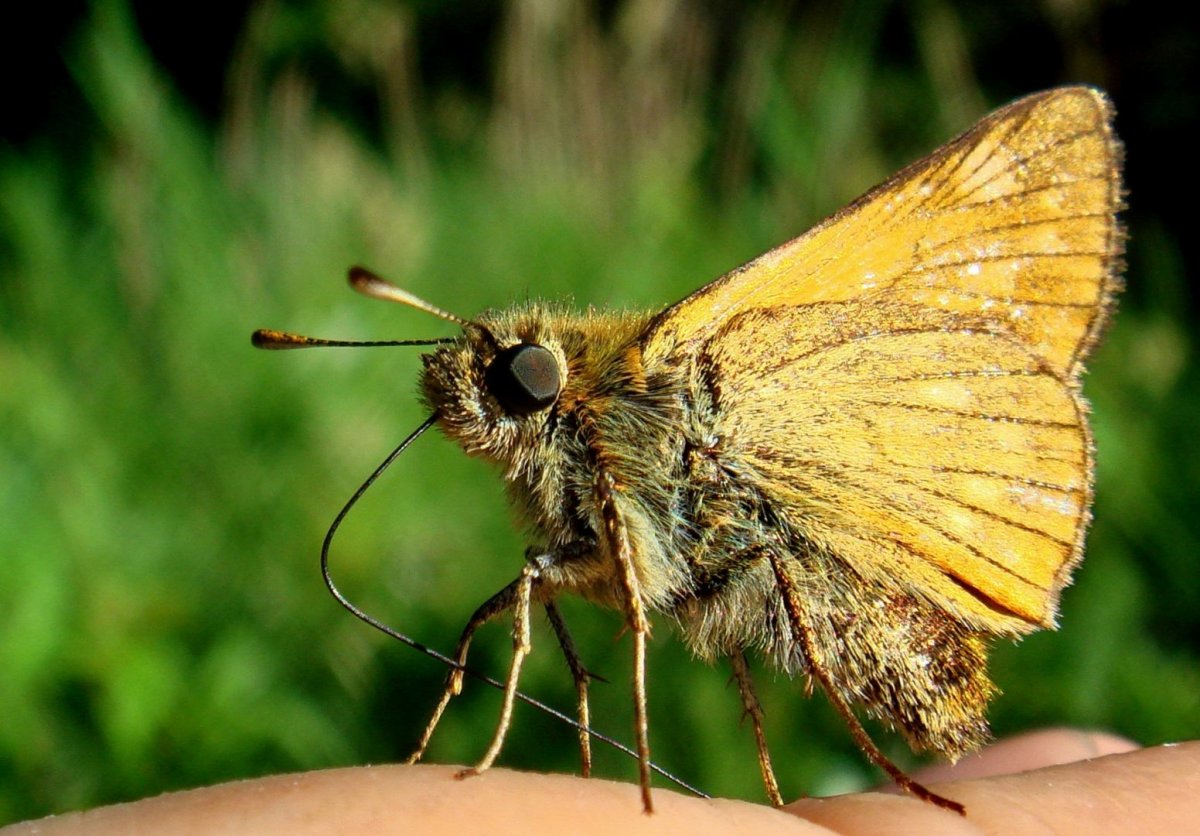 Чешуекрылые моль