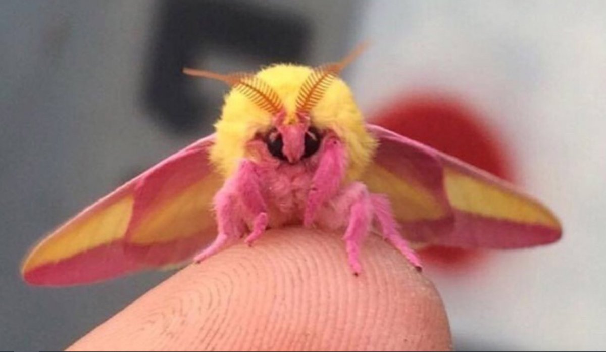 Розовая моль насекомое