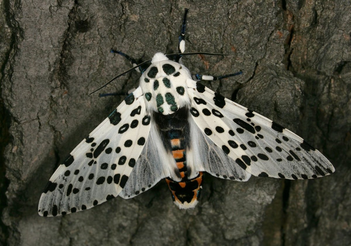 Гигантский леопардовый мотылек