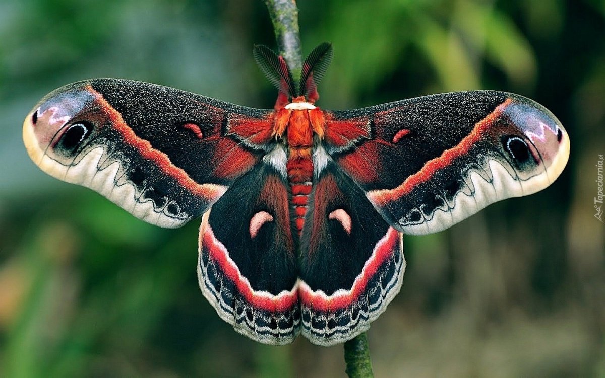 Cecropia Moth бабочка