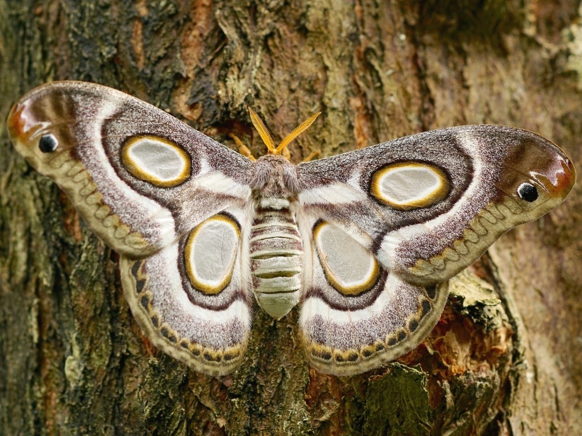 Antheraea pernyi