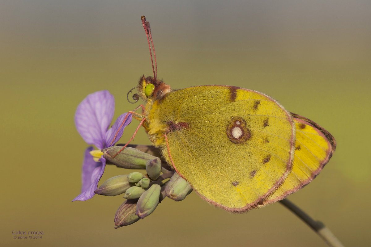 Насекомое: Калифорнийская бабочка-пехотинец (COLIAS Eurydice)