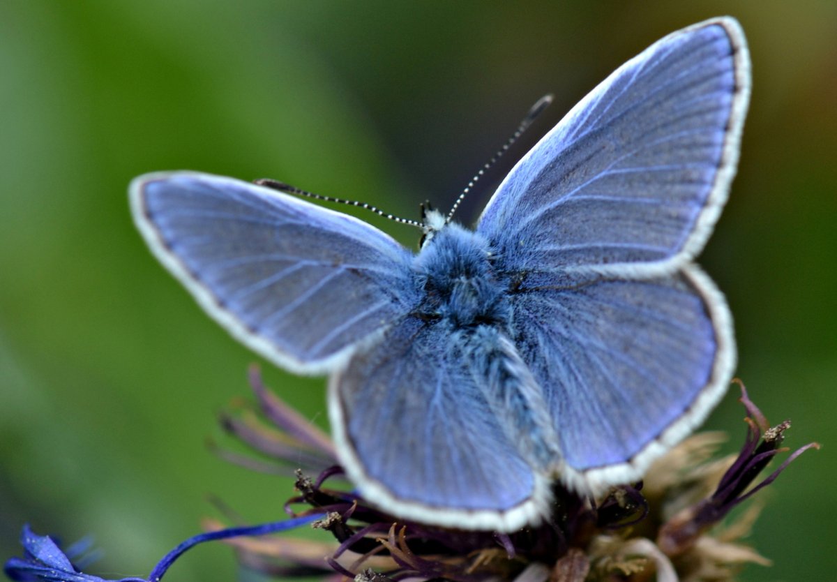 Серый садовый мотылек