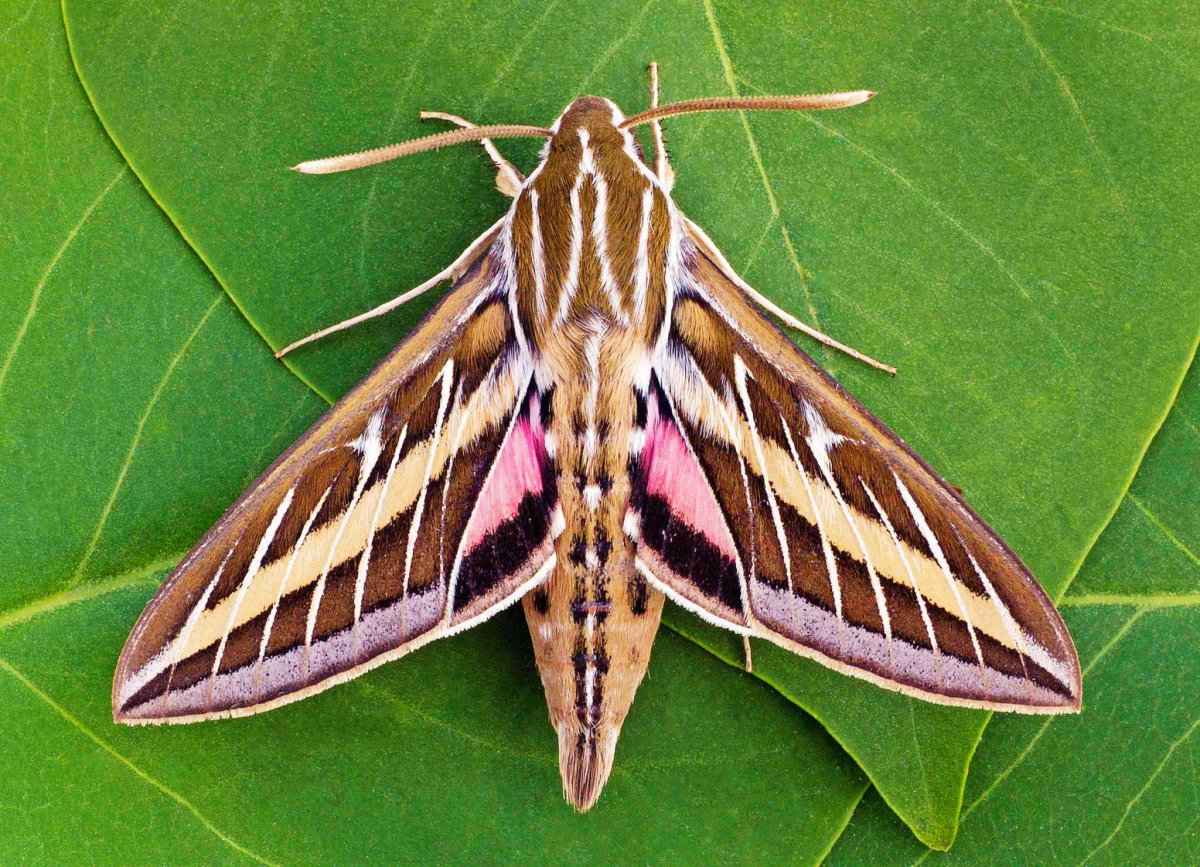 Большая бабочка похожая на моль