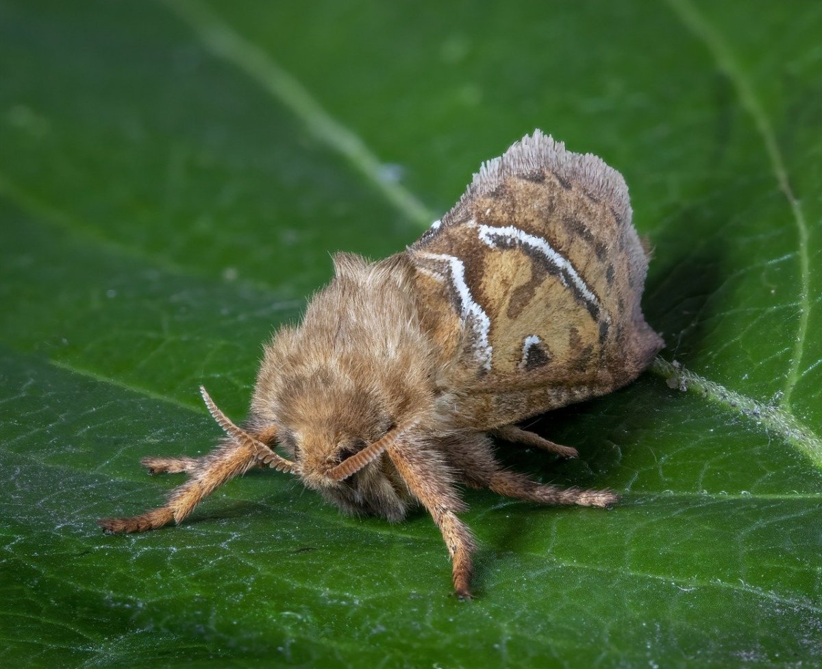 Насекомые без крыльев