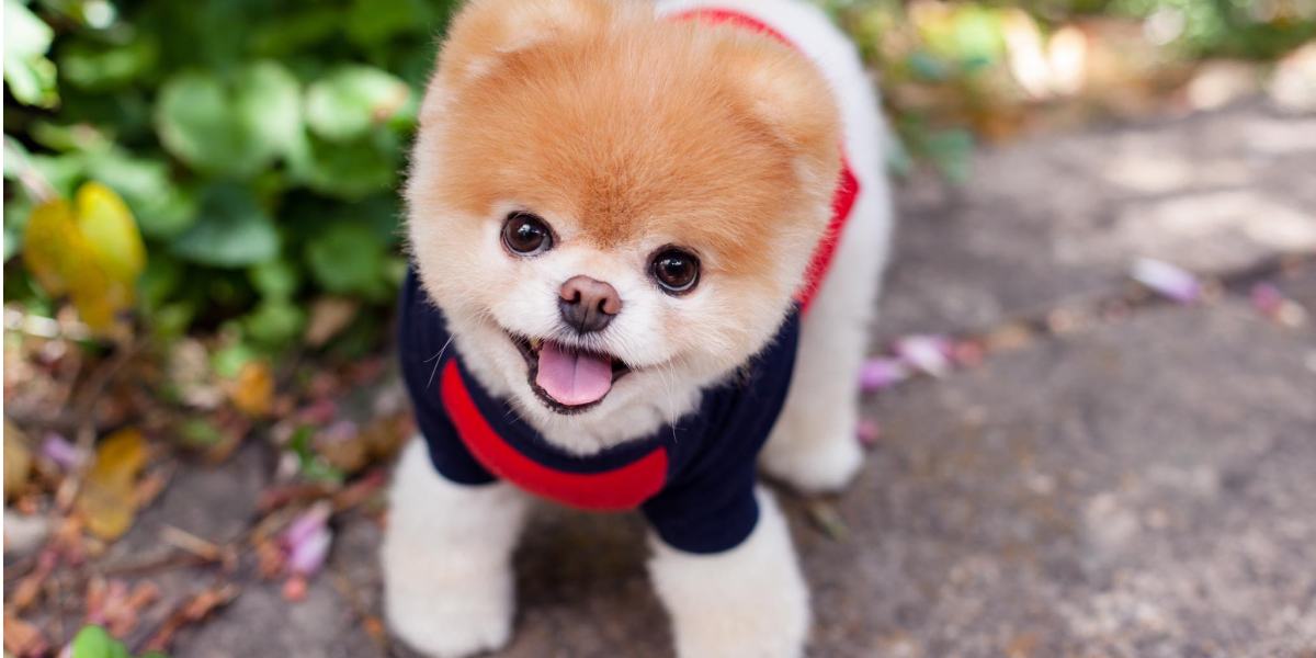 Собака шпиц БОО