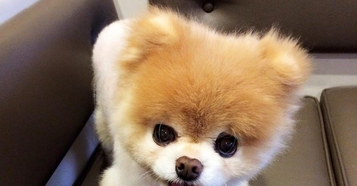 Собаки которые похожи на шпица