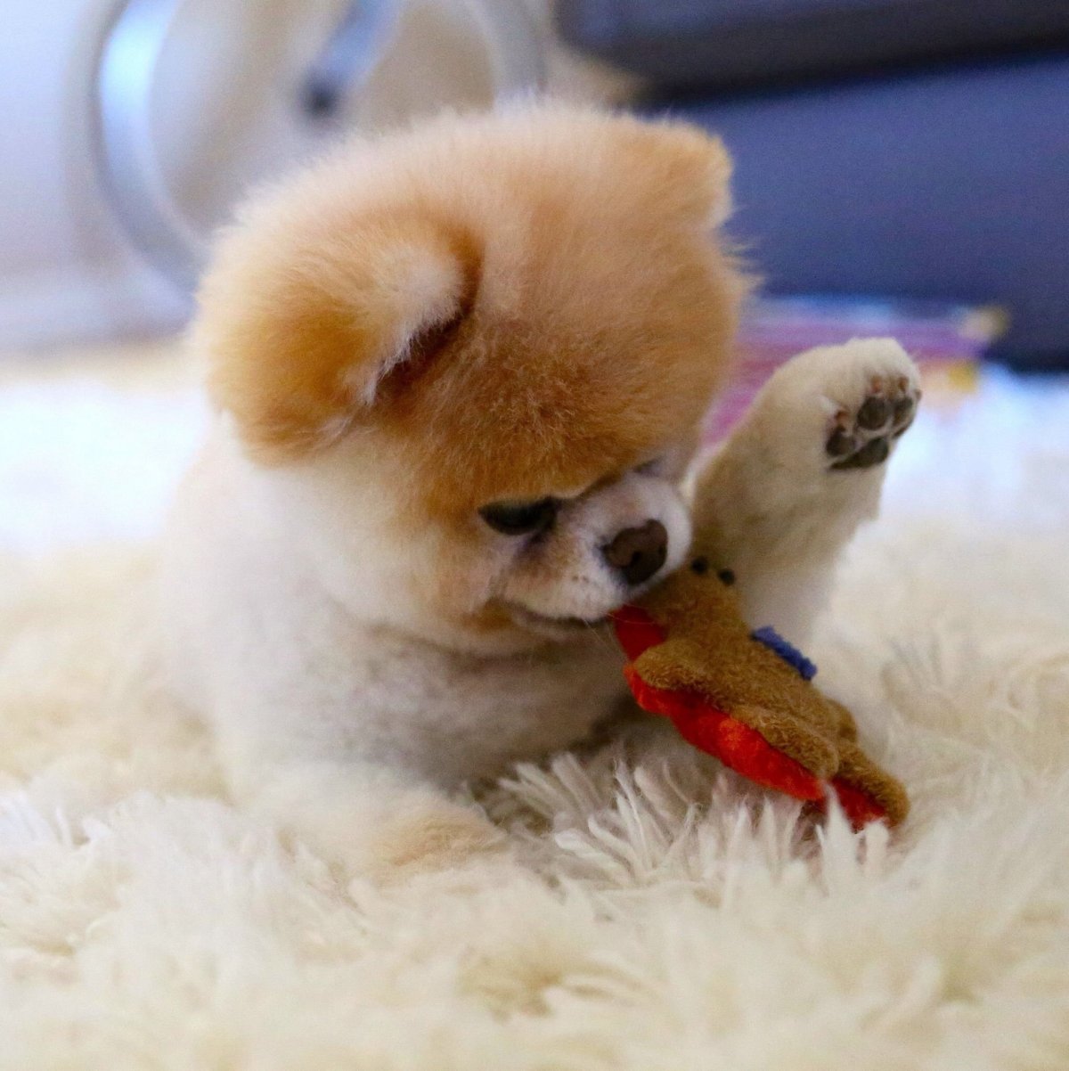 Порода собак шпиц мишка