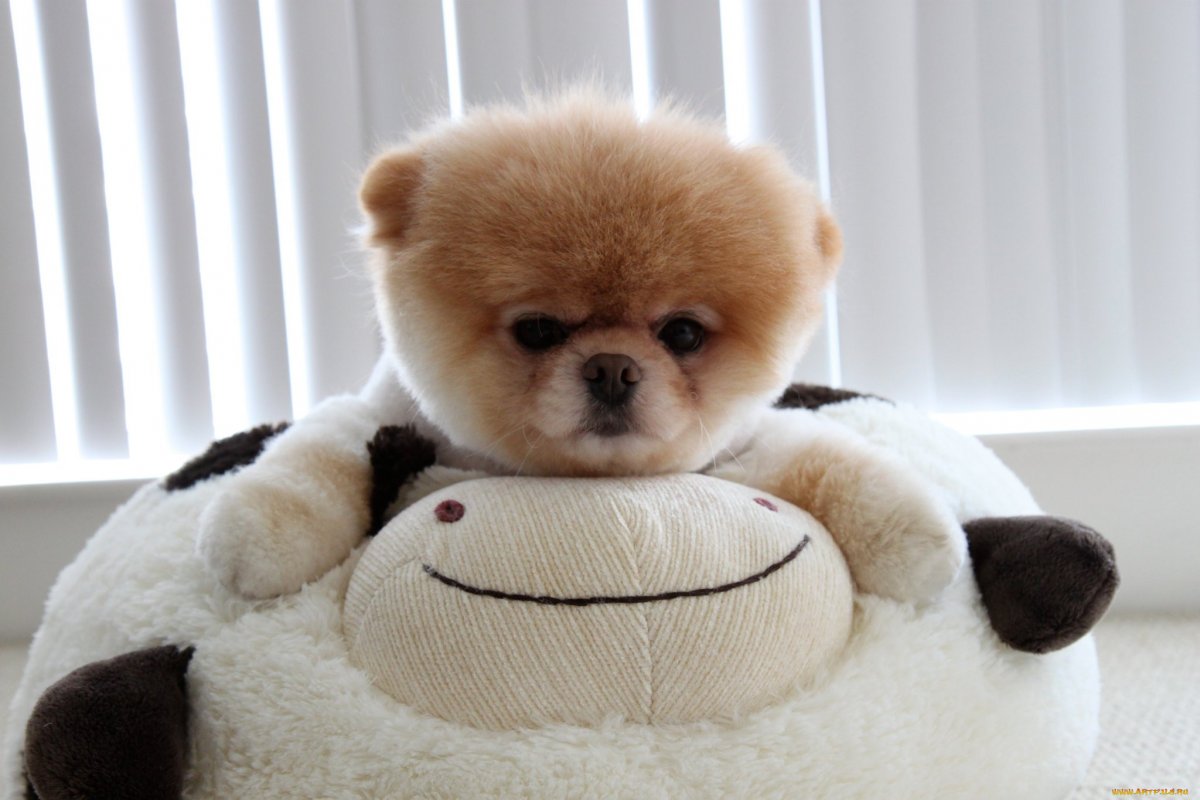 Померанский шпиц мишка