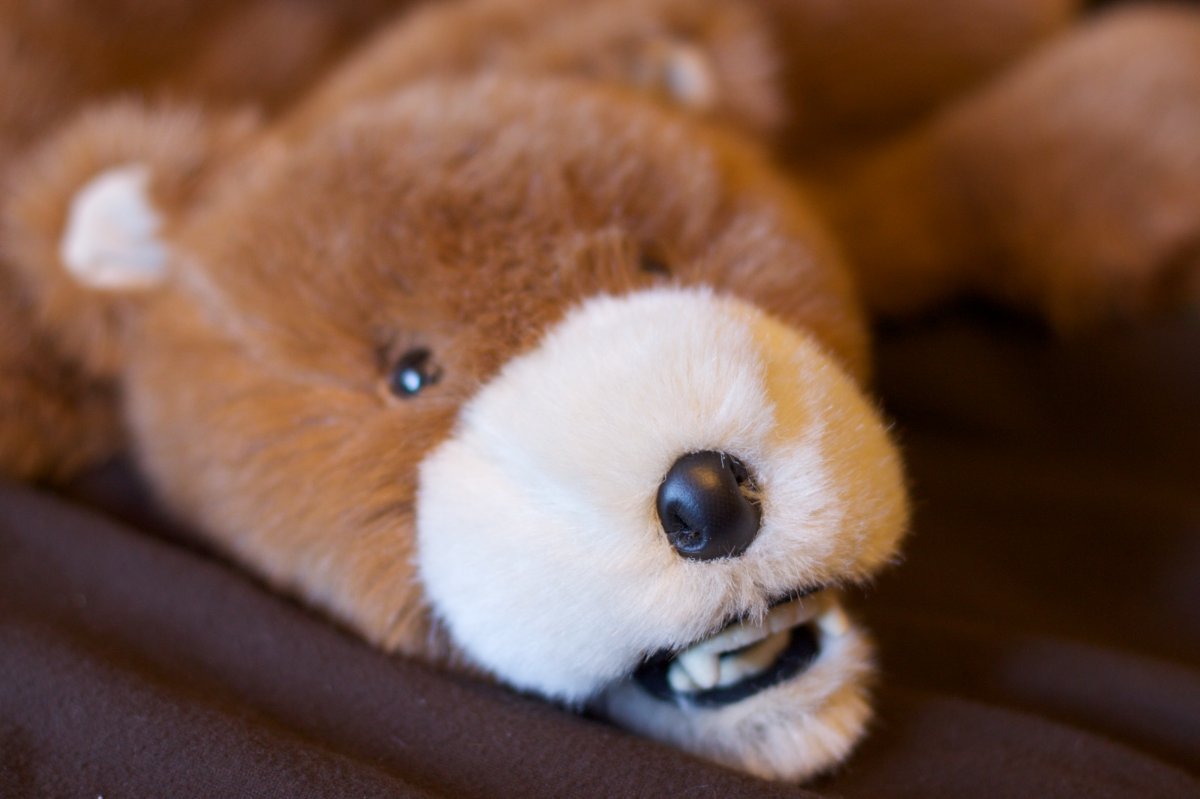 Собака мишка рыжая