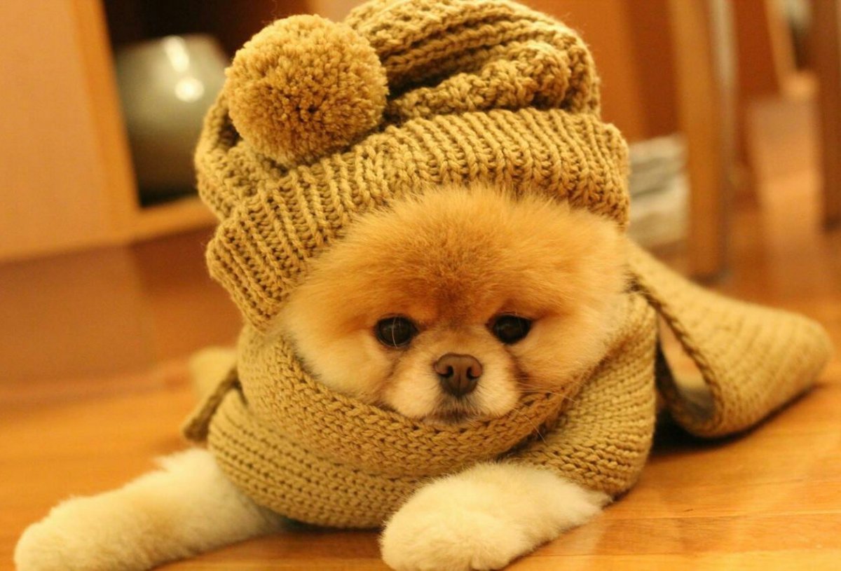 Милые Шпицы в костюмах