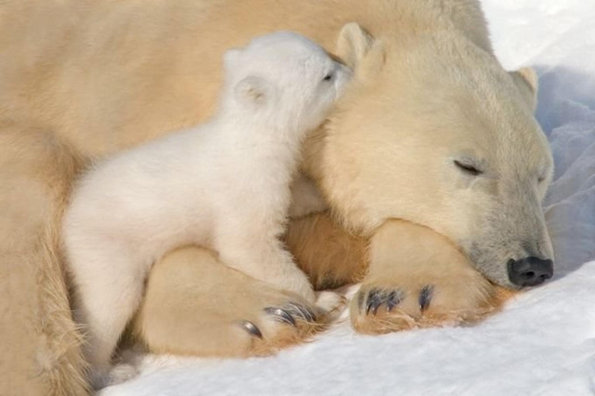 С днем мамы животные