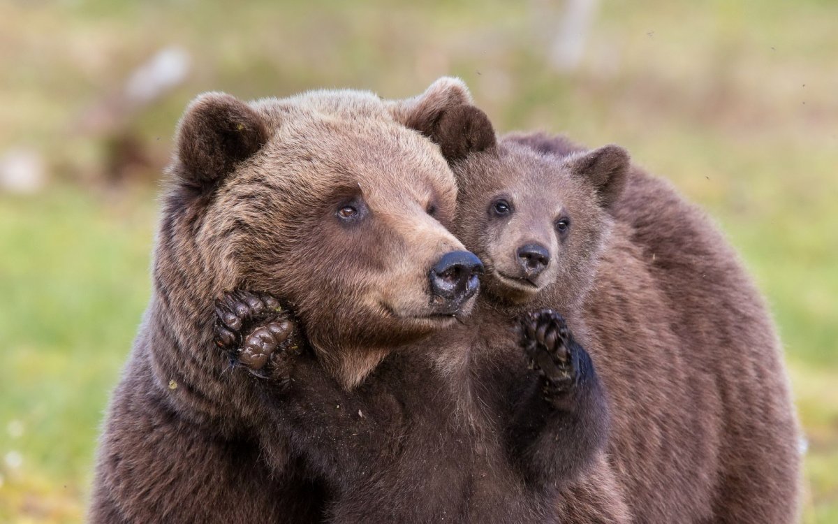 Бурый медведь с медвежатами