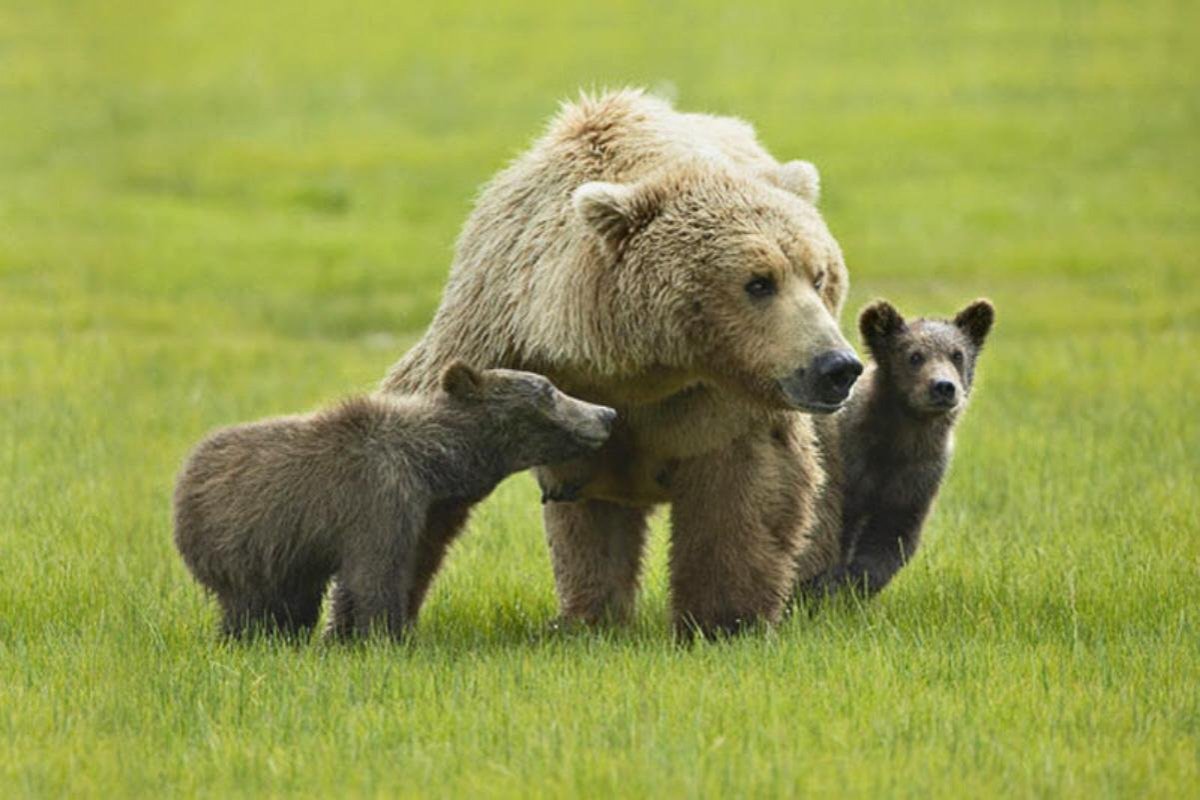 Семья животных