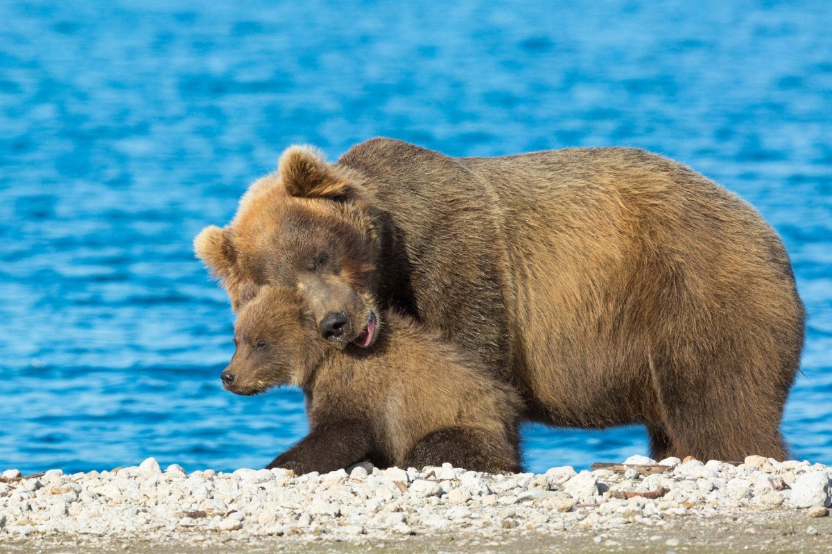 Дикие животные Камчатки