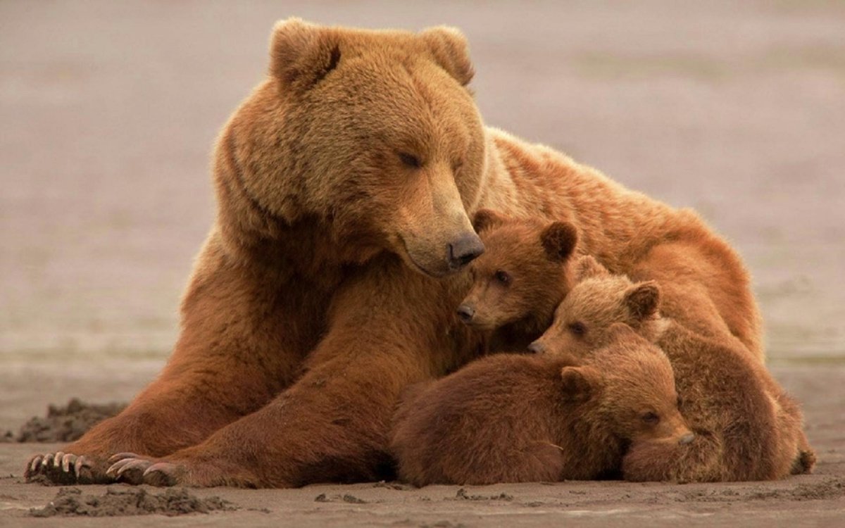 Медведица Гризли с медвежатами