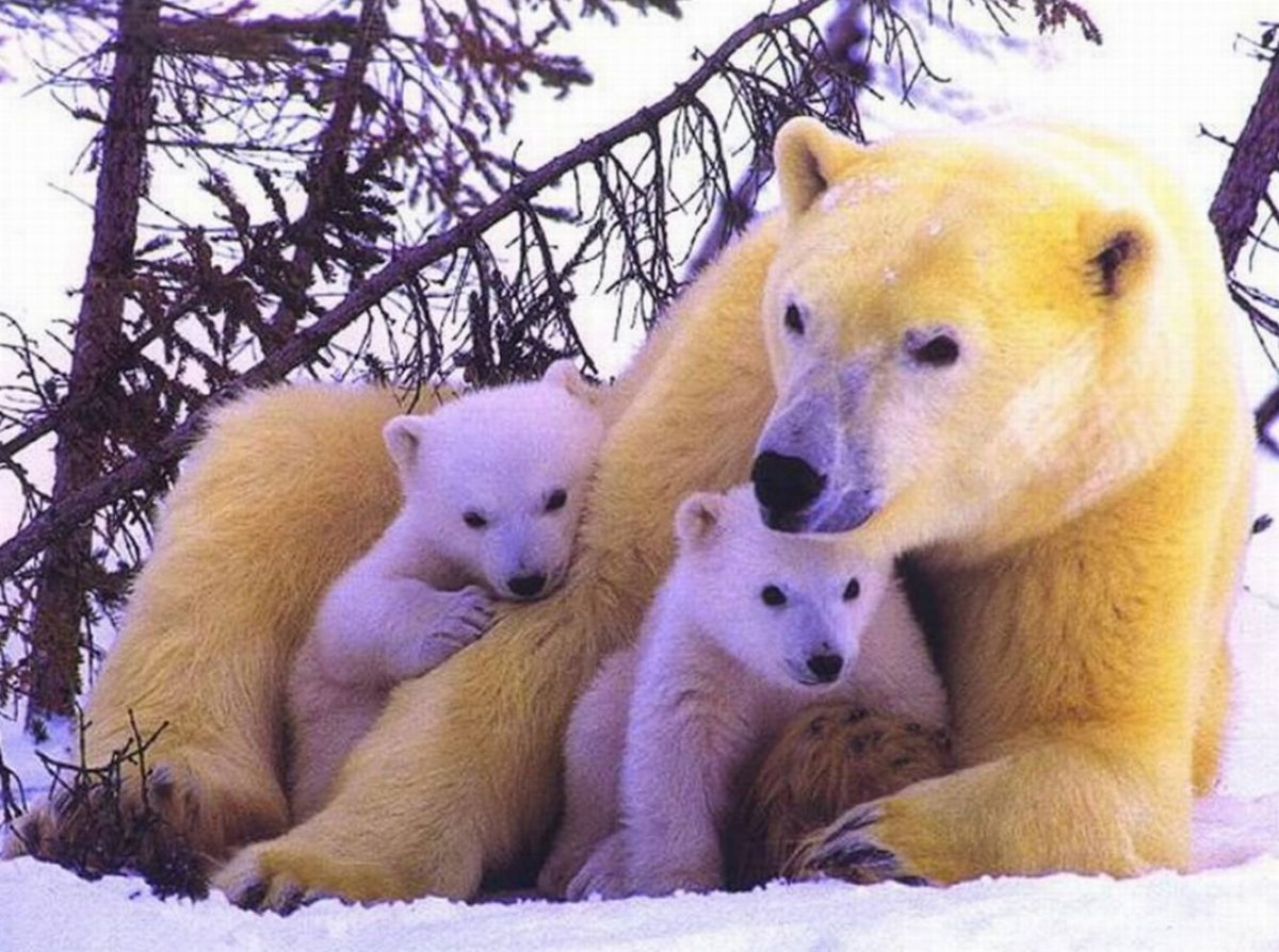 Медведица с медвежатами