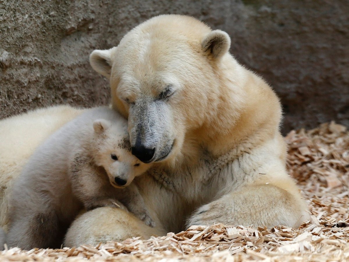 Мама Медведица и Медвежонок
