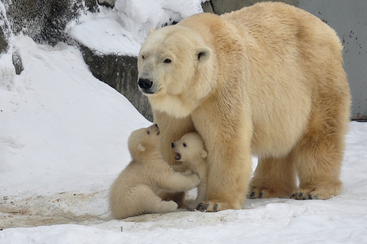 Мама медведь и Медвежонок