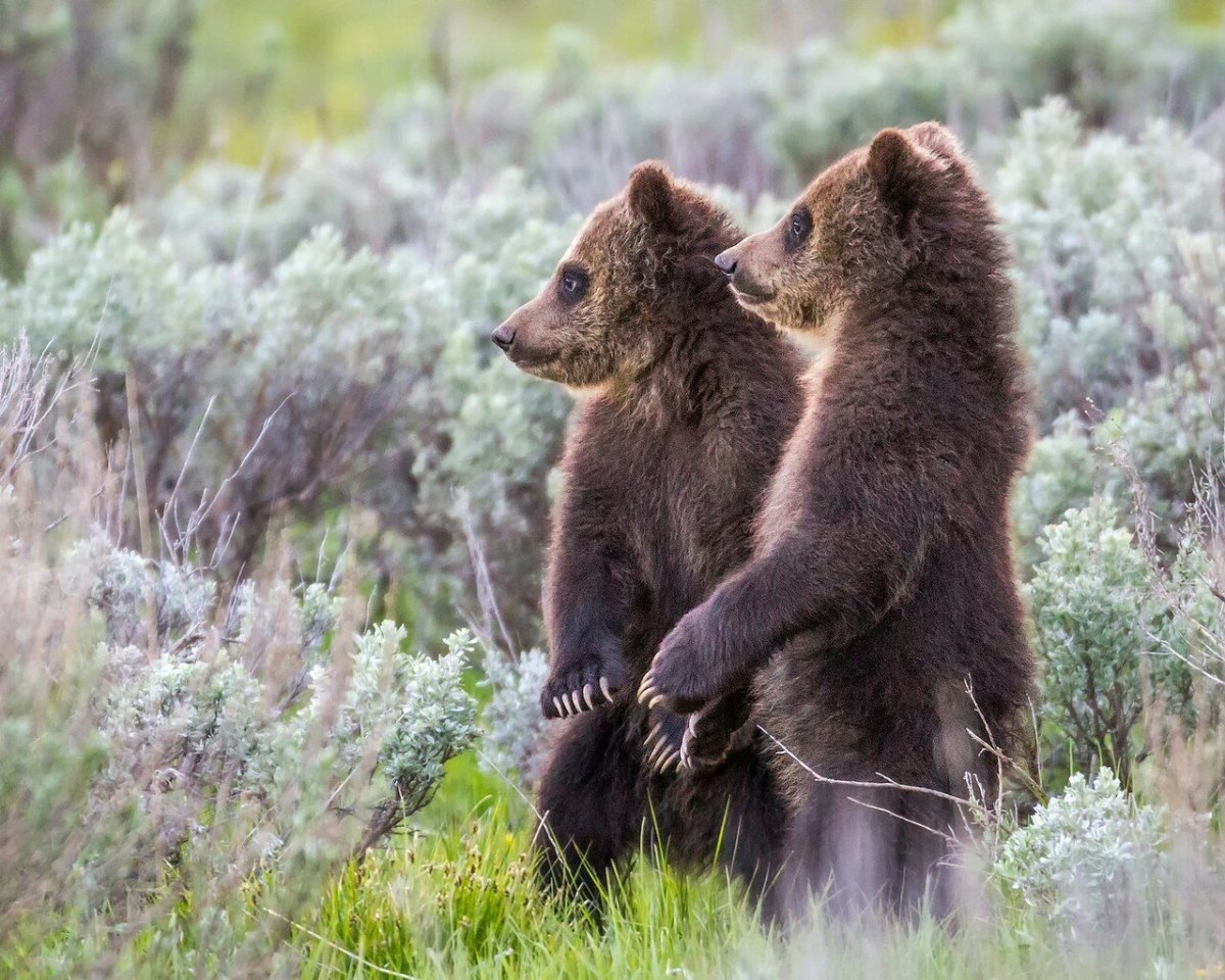 Дикие животные
