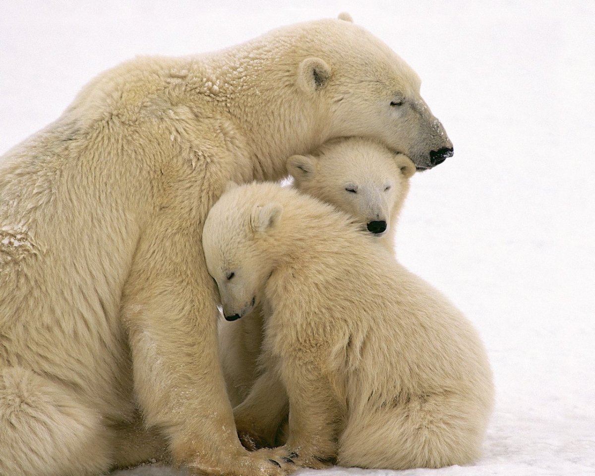 Белый Медвежонок с мамой