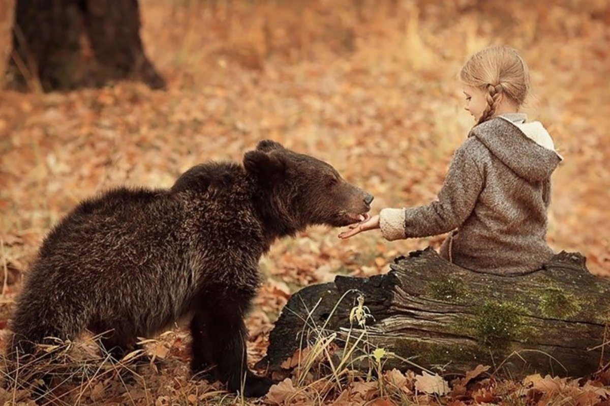 Дикие животные для детей