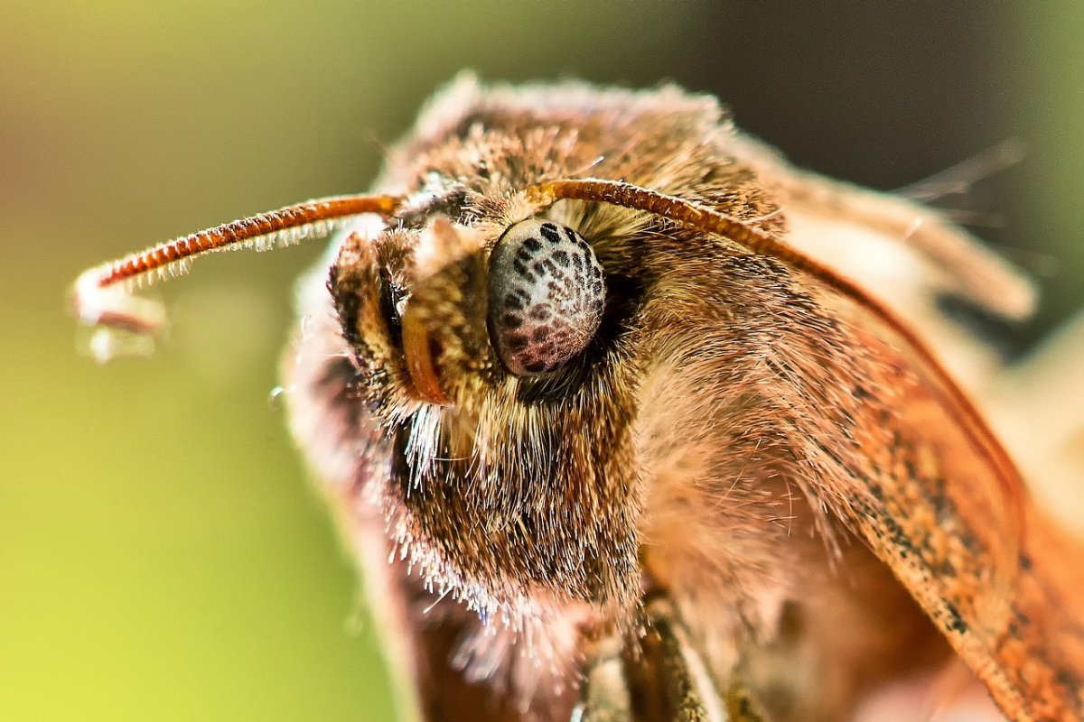 Насекомые крупным планом