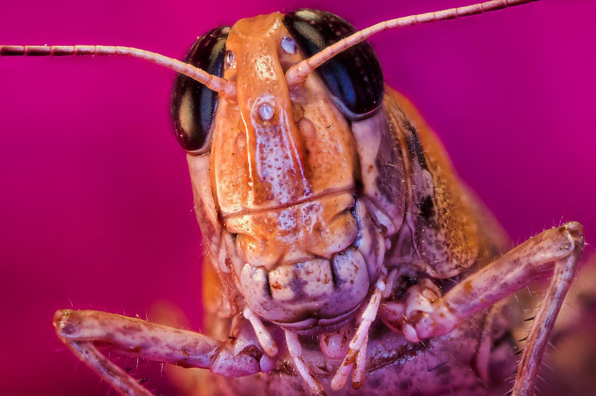 Кузнечик Макросъемка