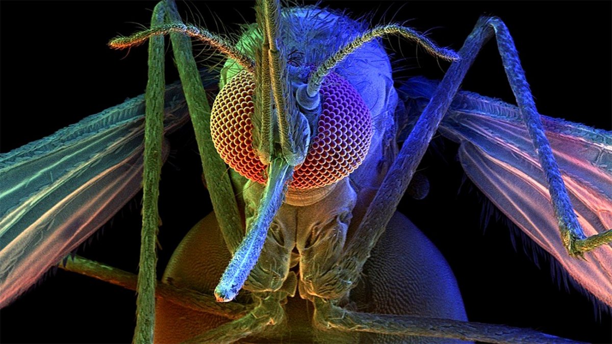 Овод под микроскопом