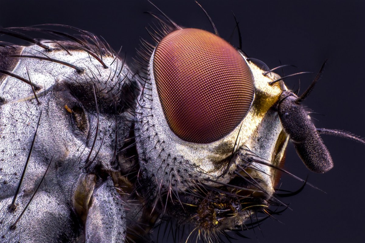 Паук под микроскопом