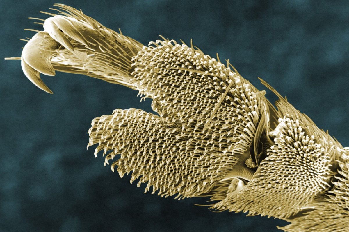 Микромир насекомые под микроскопом