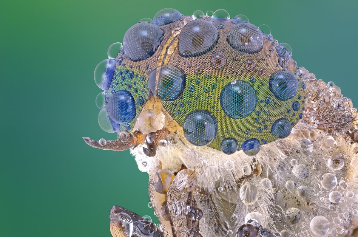 Микромир насекомые под микроскопом