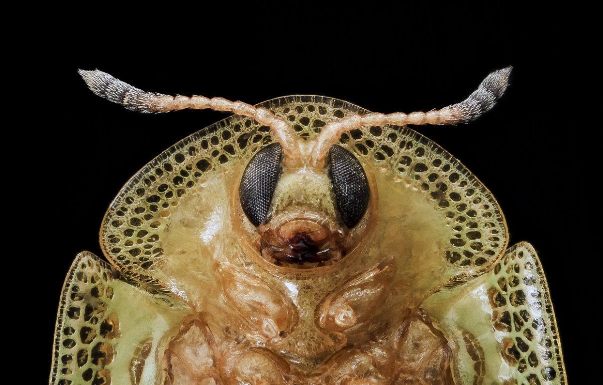 Странные насекомые