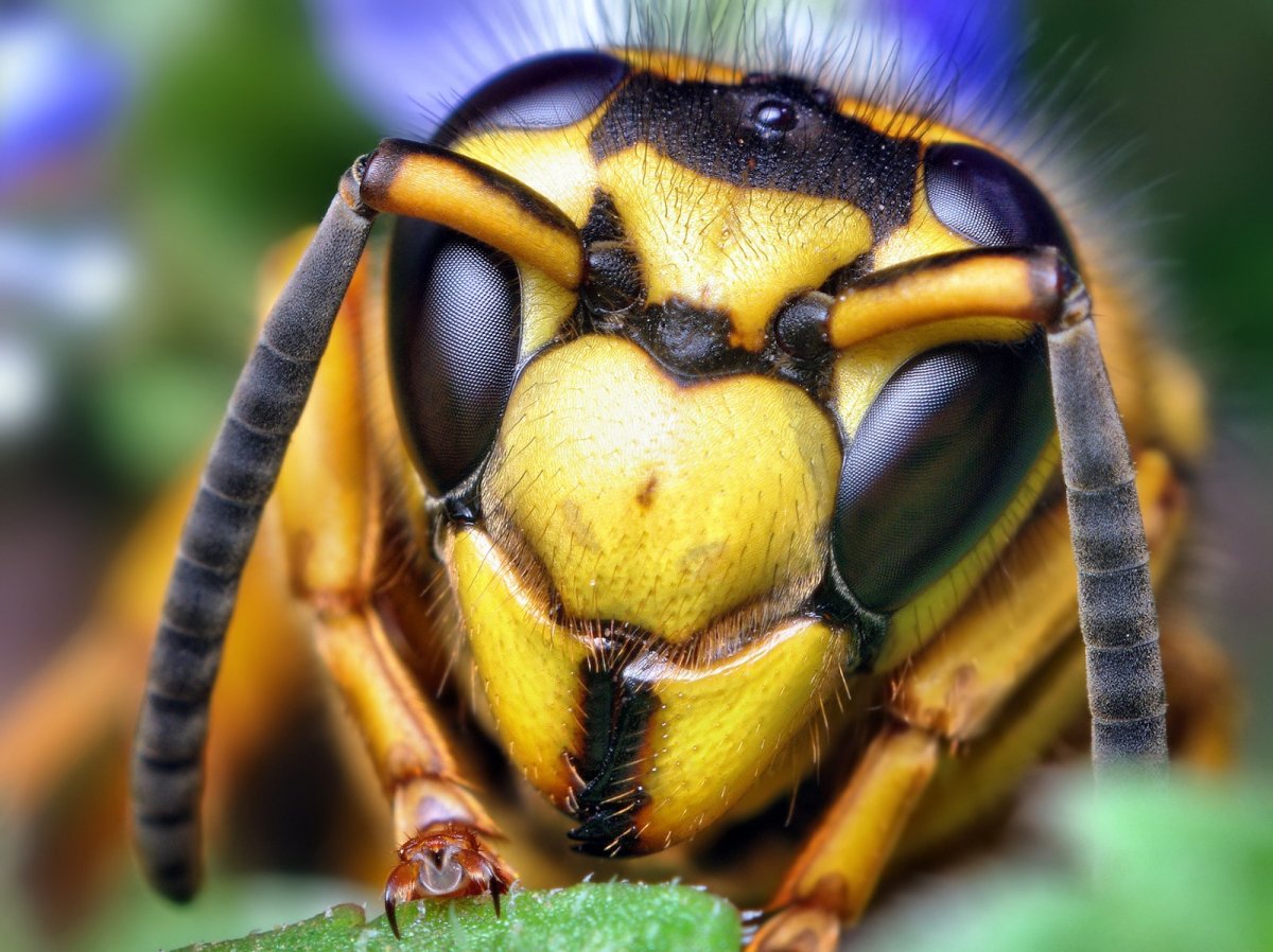 Шершни Yellowjackets