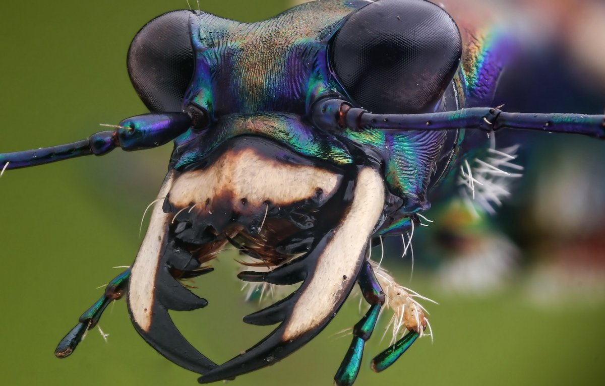 Клещи насекомые Макросъемка