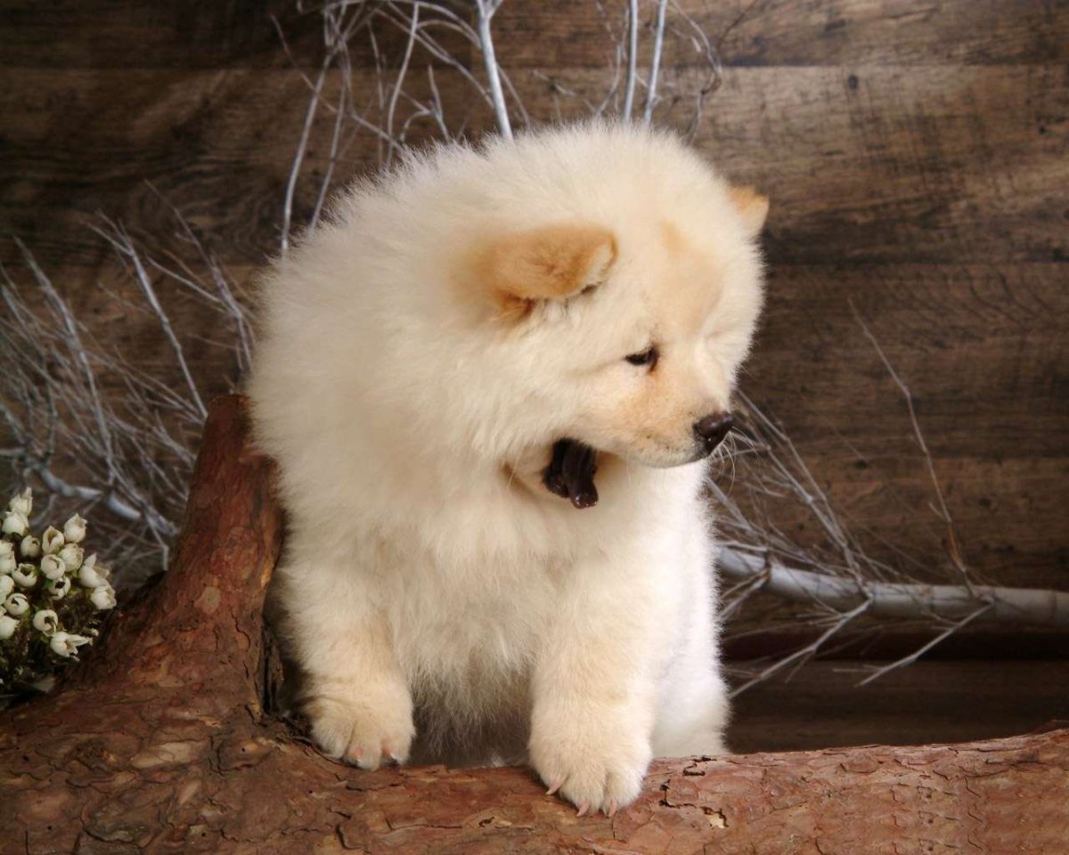 Белый пушистый чау чау