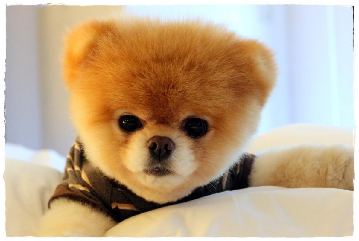 Померанский шпиц медвежьего