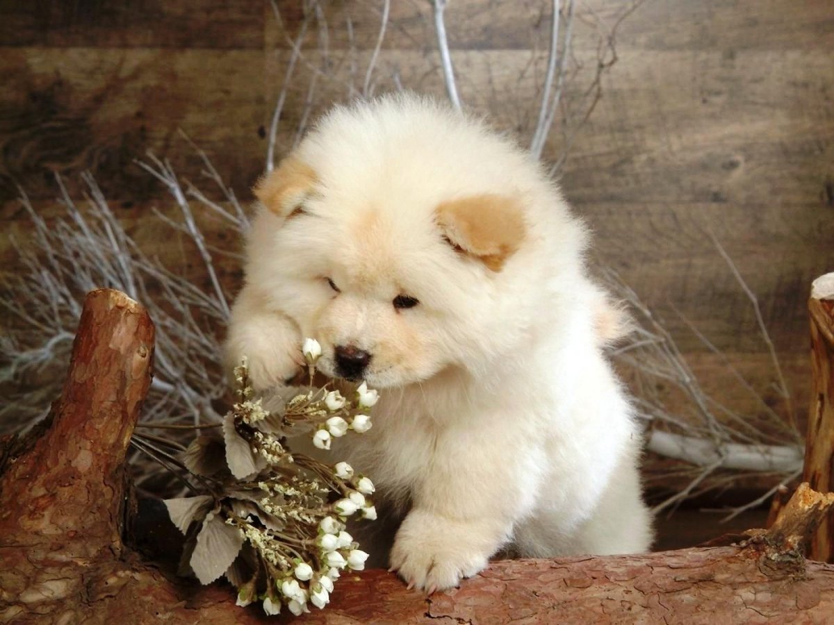 Чау-чау щенки