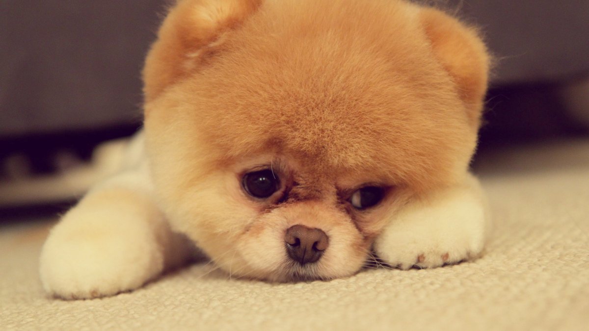 Карликовый шпиц Медвежонок