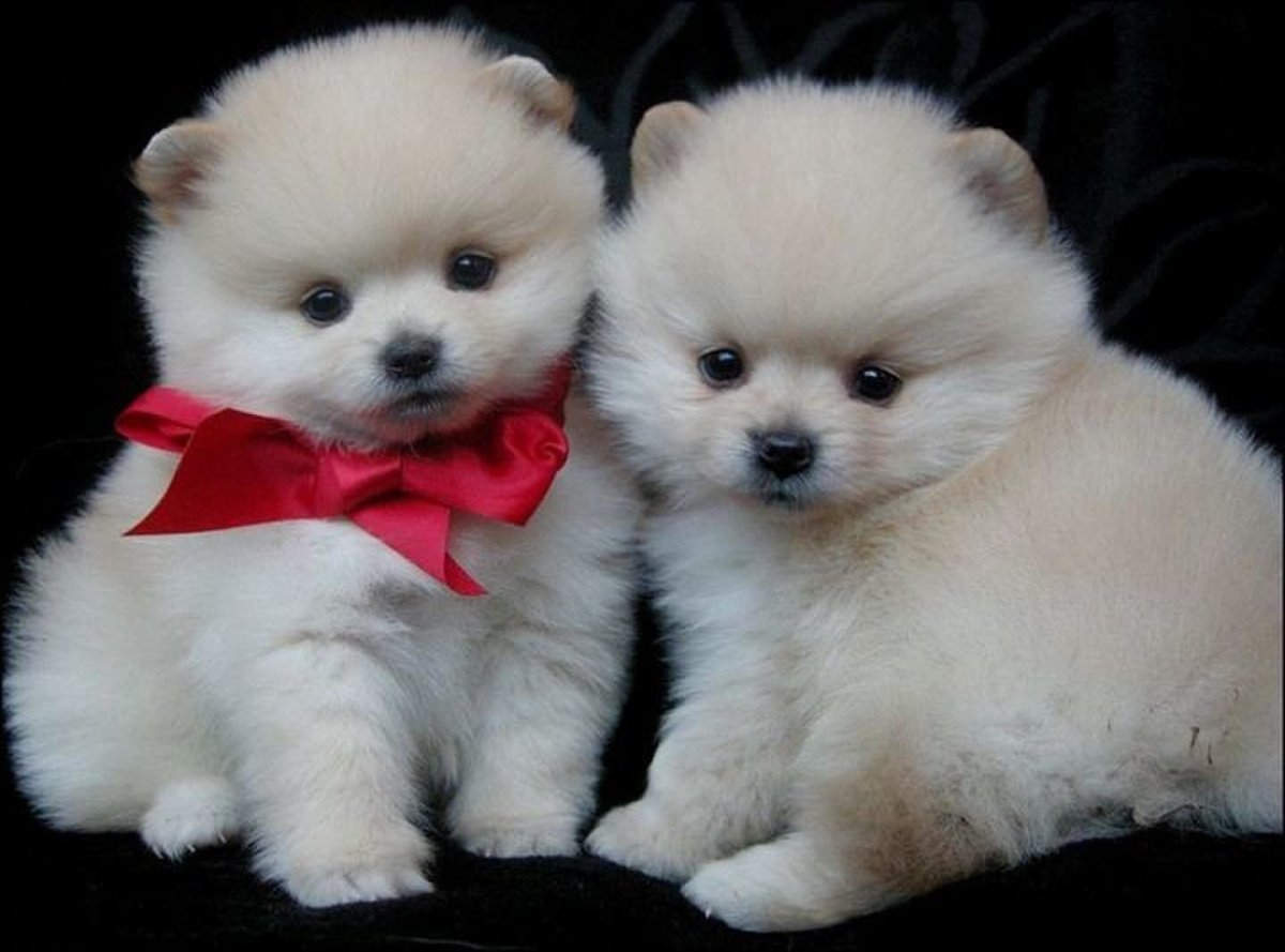 Померанский шпиц белый щенок