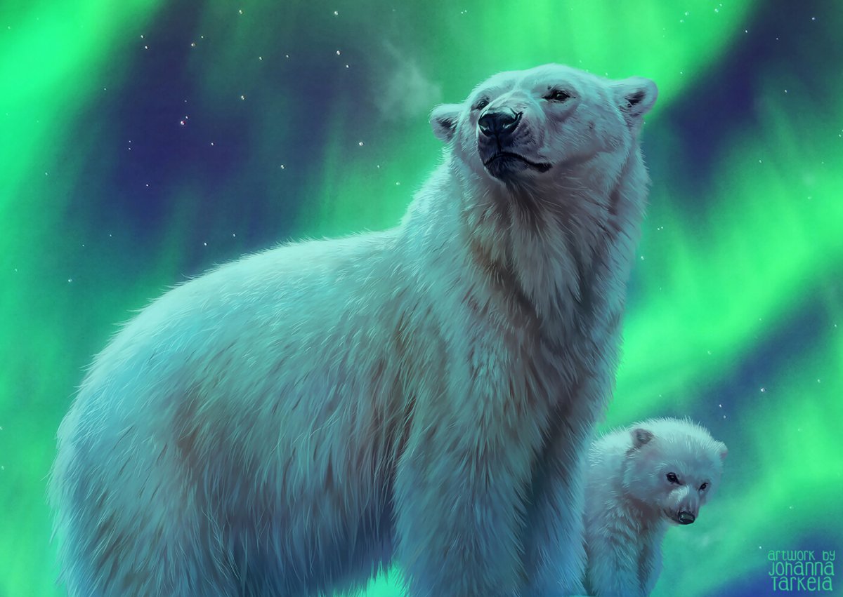 Северный полюс сияние белый медведь