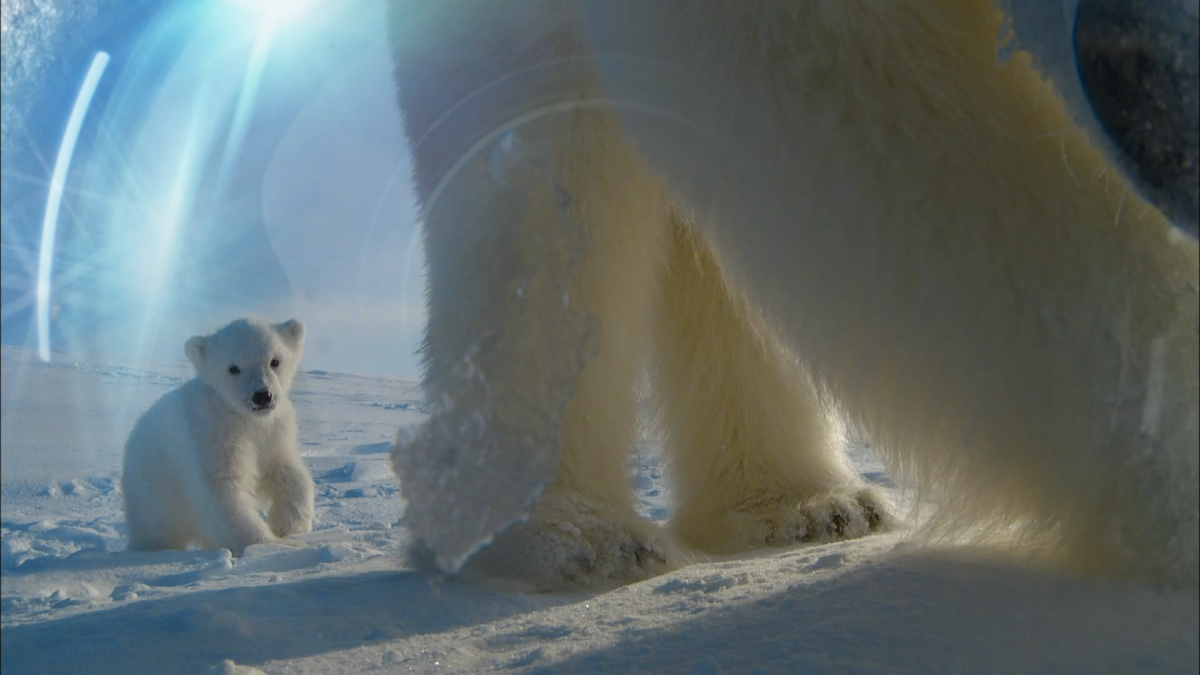 Белый медведь на фоне Северного сияния