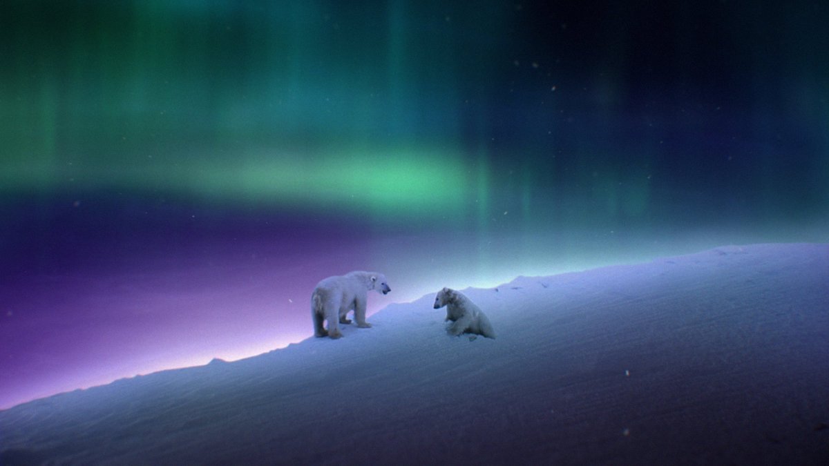 Белый медведь и Северное сияние