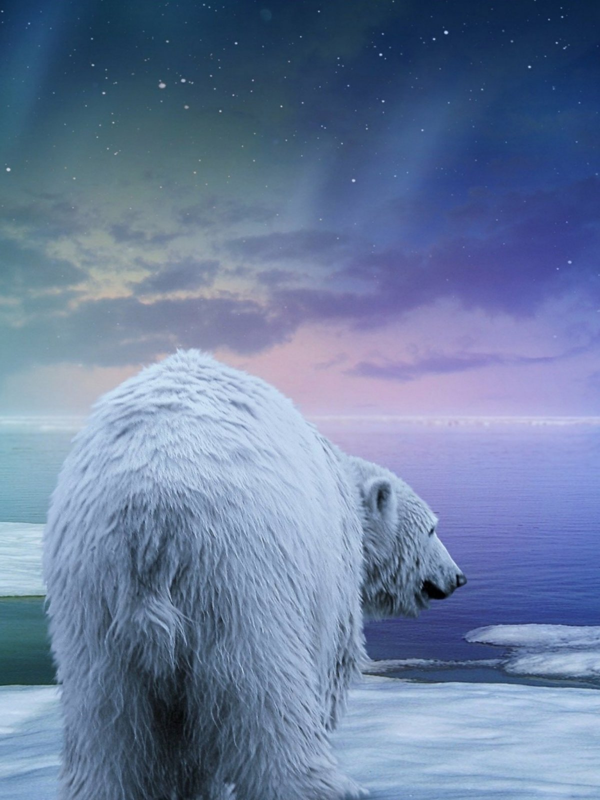 Белые медведи на Северном полюсе