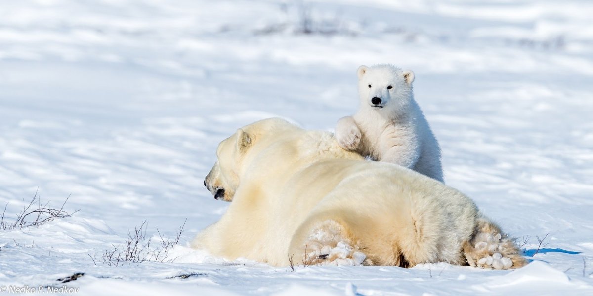 Полярные медведи в Канаде