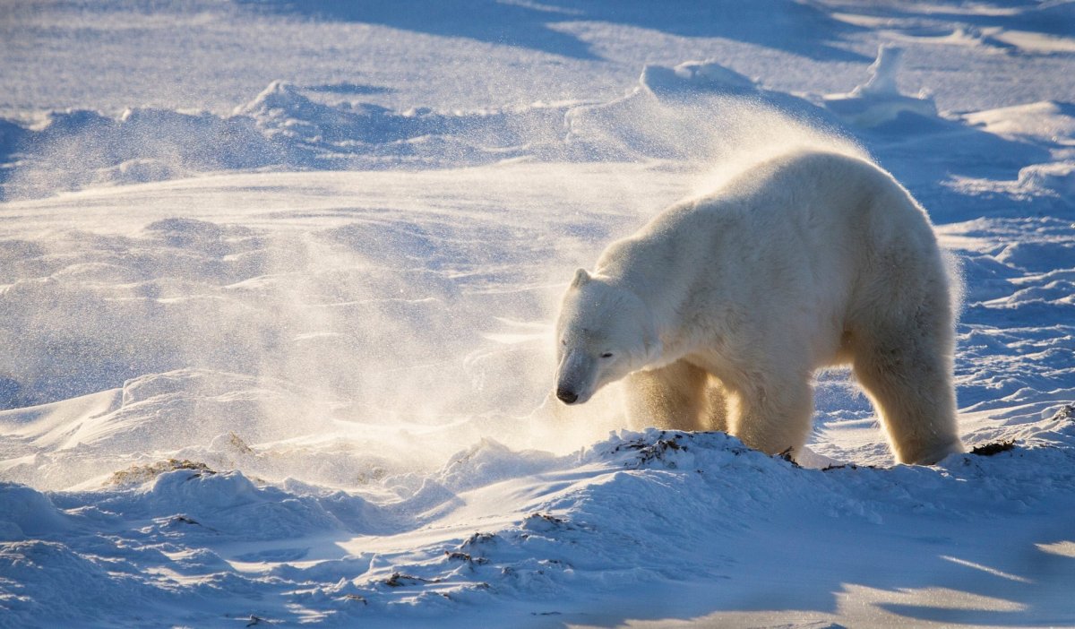 Умка Северное сияние