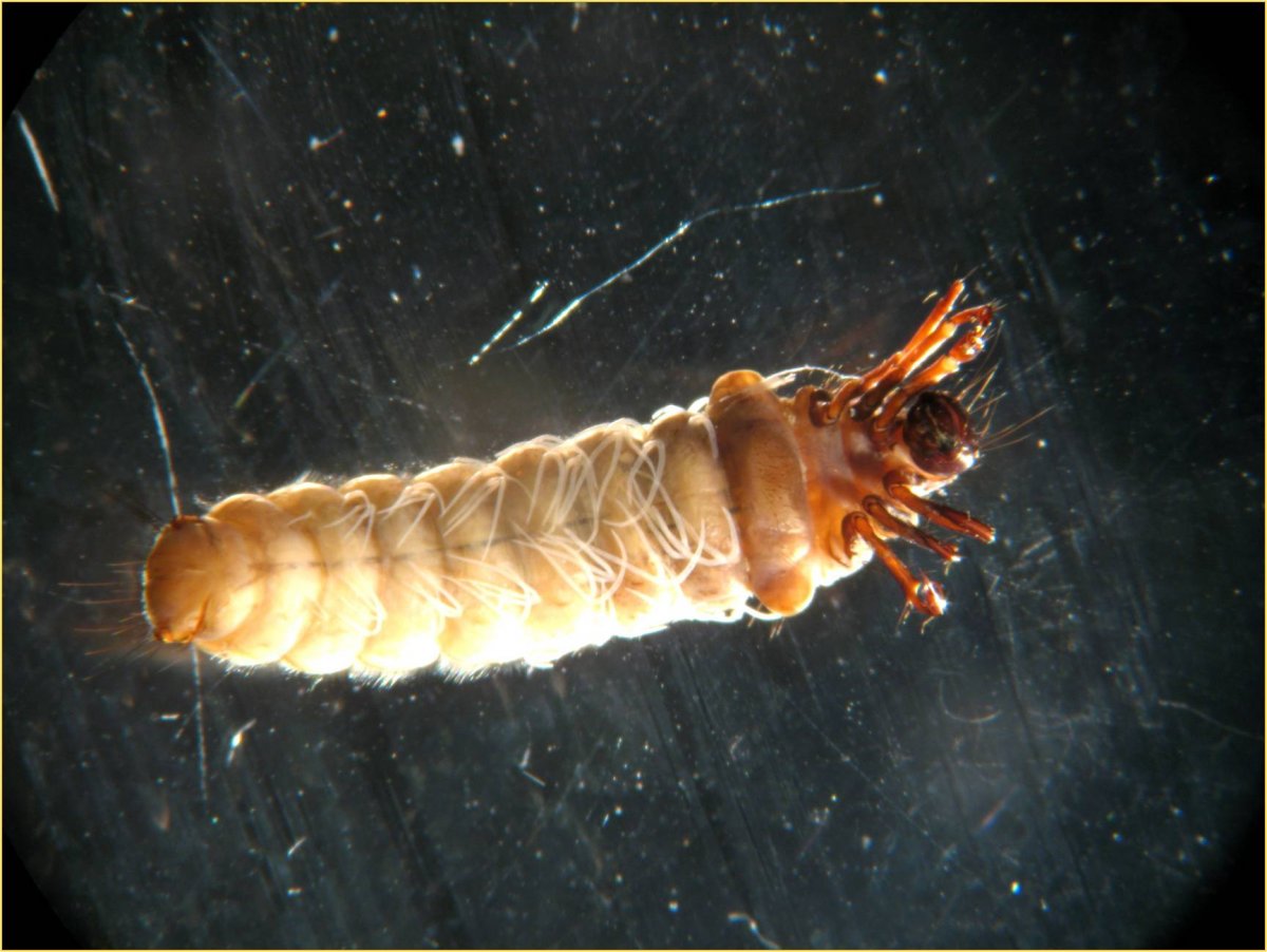 Hydropsyche angustipennis личинка