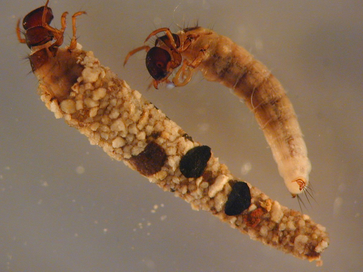 Ручейник лимнофилюс