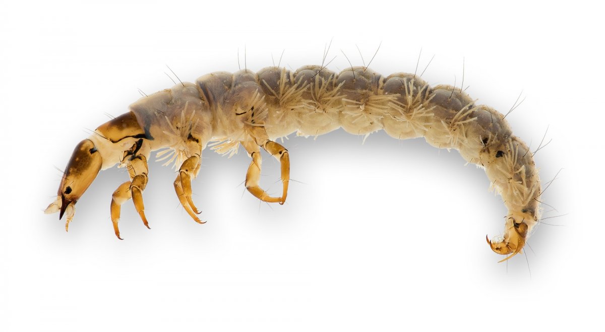 Ручейник Polycentropus